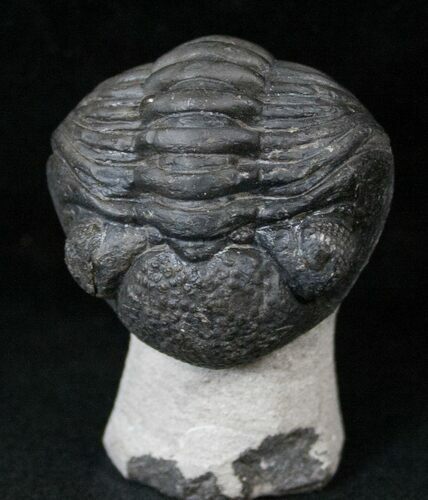 Enrolled Phacopid Trilobite On Pedastal #14290
